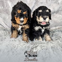 Bernedoodle Puppies from A Star is Born Doodles
