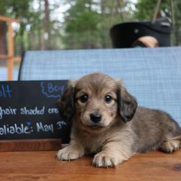 Bolt (Red collar) - Cream male Dachshund puppy in Prospect, Oregon from Spunky Sausage Pups