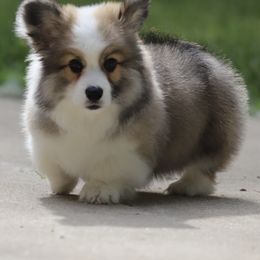 Pembroke Welsh Corgi Puppies from Cosmere Corgis