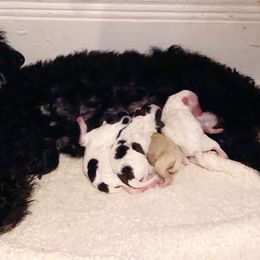 Poodle, Yorkipoo, and Yorkshire Terrier Puppies from Tuts Pups Cafe