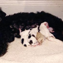 Poodle, Yorkipoo, and Yorkshire Terrier Puppies from Tuts Pups Cafe