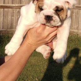 Bulldog Puppies from Farm Strong Bulldogs