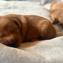 Boy 5 - Dark golden male Golden Retriever puppy in Albemarle, North Carolina from Companion Goldens of the Carolinas