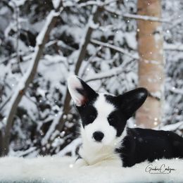Cardigan Welsh Corgi Puppies from Grandiose Cardigan Welsh Corgis