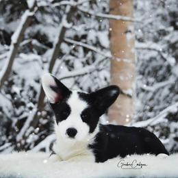 Cardigan Welsh Corgi Puppies from Grandiose Cardigan Welsh Corgis