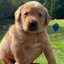 Blue collar male - Yellow male Labrador Retriever puppy in Stokesdale, North Carolina from Belews Creek Gundogs