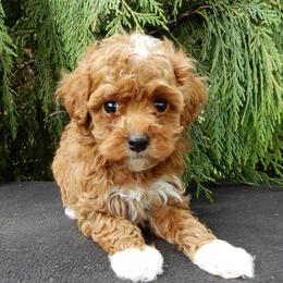 Chase - Red male Maltipoo puppy in Millersburg, Ohio from My Pals
