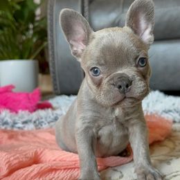 French Bulldog Puppies from Honey Bee Frenchies