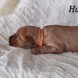Hunter - Dark golden male Golden Retriever puppy in Fruitland, Idaho from Bethel Retrievers