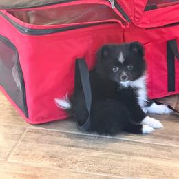 Jax - Black parti male Pomeranian puppy in Wimauma, Florida from Bella's Babies