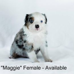 Miniature American Shepherd and Miniature Australian Shepherd Puppies from Carrie Johnson
