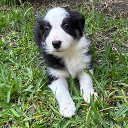 Freya - Black and white female Border Collie puppy in Mckinney, Texas from Border Collies of Ruidoso