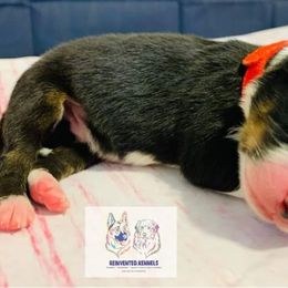 Australian Shepherd Puppies from REINVENTED.KENNELS