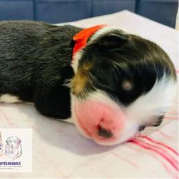 Australian Shepherd Puppies from REINVENTED.KENNELS