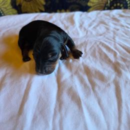 Girl 3 - Black and tan female Dachshund puppy in Fallon, Nevada from Butterbean Dachshunds