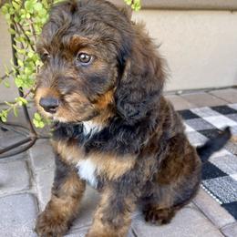 Muffin - Tri-color female Bernedoodle puppy in Superior, Arizona from Mountain Bridge Doodles