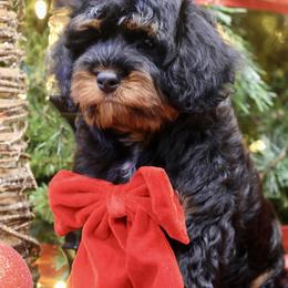 Bernedoodle and Cavapoo Puppies from Lawler’s Legacy Litters