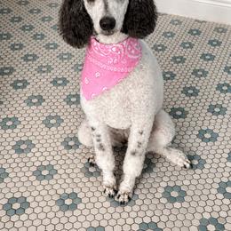 Poodle All Grown Up from KD's Luxury Nursery