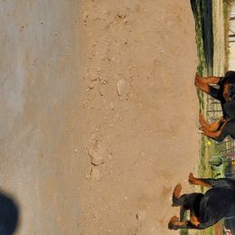 Rottweiler Puppies from Gottlïchen Rottweilers