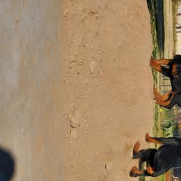 Rottweiler Puppies from Gottlïchen Rottweilers
