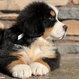 Rhett - Black rust and white male Bernese Mountain Dog puppy in Stone Creek, Ohio from Highland Meadows