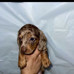 Girl 2 - Dapple female Dachshund puppy in Modesto, California from Torres Dachshunds