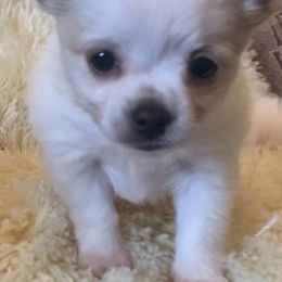 Chihuahuas from Shawneen's Chihuahuas