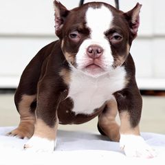 Dolce - Shorty Bull puppy in Burlington, North Carolina from Exquisite Star Kennel