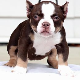 Dolce - Shorty Bull puppy in Burlington, North Carolina from Exquisite Star Kennel