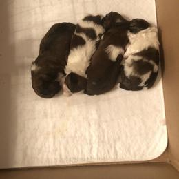 Shih Tzu Puppies from Sandi's Shih Tzu