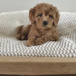 Bernedoodle, Goldendoodle, and Poodle Puppies from Central Valley Canine Companions