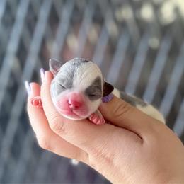 Cleo - Blue and white female Chihuahua puppy in Harrison, Michigan from Cloud9 Chihuahuas