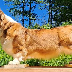 Pembroke Welsh Corgis from St. Lawrence Corgis