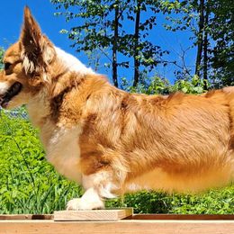 Pembroke Welsh Corgis from St. Lawrence Corgis