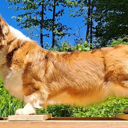 Pembroke Welsh Corgis from St. Lawrence Corgis