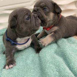 Blue boy - Blue male French Bulldog puppy in Blountstown, Florida from Fairytale French Bulldogs of Florida