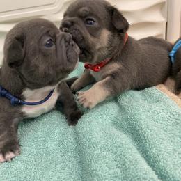 Blue boy - Blue male French Bulldog puppy in Blountstown, Florida from Fairytale French Bulldogs of Florida