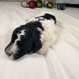 Dancer - Parti female Poodle puppy in Luana, Iowa from Country View Bernedoodles and Goldendoodles