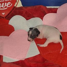Hearts Autumn in Satin -  Satin - Black tan and white female American Hairless Terrier puppy in Lebanon, Missouri from Hearts Companions