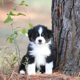 Morgan - Black tri male Miniature American Shepherd puppy in Mineola, Texas from Southern Star Miniature American Shepherds