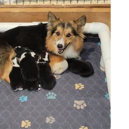 Willow - Pembroke Welsh Corgi