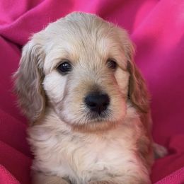 Goldendoodle Puppies from Goodyear golden doodles