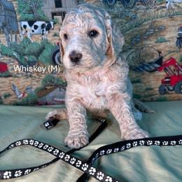 Whiskey - Apricot male Goldendoodle puppy in Water Valley, Mississippi from Olympian Doodles
