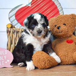 Aussiedoodle, Miniature Australian Shepherd, and Poodle Puppies from JMR Aussies and Doodles