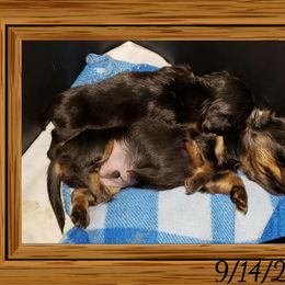 Dachshund Puppies from Ravendox Dachshunds