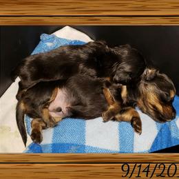 Dachshund Puppies from Ravendox Dachshunds