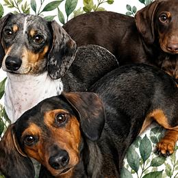 Dachshunds from Ollie'n'Nara