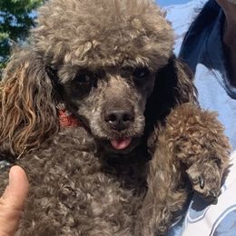 Cockapoos and Poodles from Luluslovelys.com