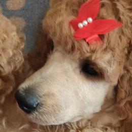 Poodles from Maria White