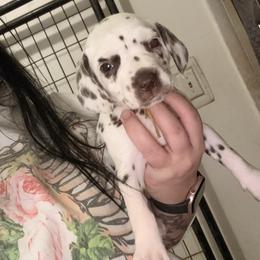 Ariadne, - White and liver brown female Dalmatian puppy in Toledo, Ohio from Exquisite Dalmatians & Standard Poodles